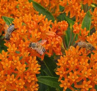 Asclepias tuberosa (iarba fluturilor, ceara albinelor); Asclepias tuberosa (iarba fluturilor, ceara albinelor) - 7 seminte - 5 RON
Iarba fluturilor este numele unei plante de origine din America de Nord care produce niște flori portocalii atât de atractive
