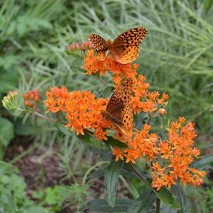 Asclepias tuberosa (iarba fluturilor, ceara albinelor) - 7 seminte - 5 RON; Asclepias tuberosa (iarba fluturilor, ceara albinelor) - 7 seminte - 5 RON
Iarba fluturilor este numele unei plante de origine din America de Nord care produce niște flori portocalii atât de atractive
