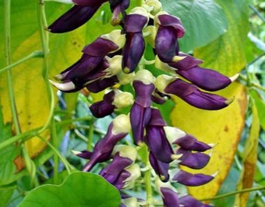 Mucuna Sempervirens planta 2 seminte -9 RON