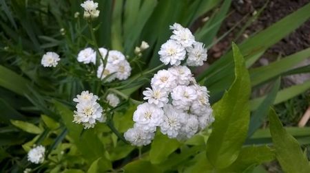 Gypsophila