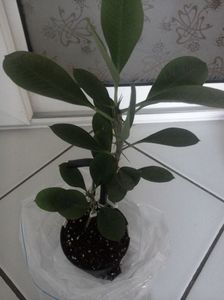Euphorbia milii inradacinare