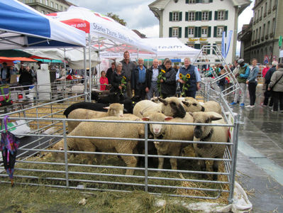 Oitele la stand cu spectatori