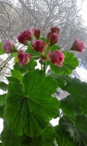 Australian Pink Rosebud