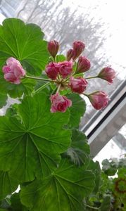 Australian Pink Rosebud