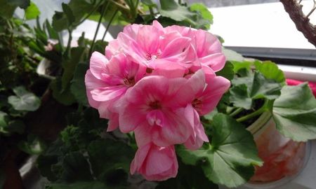 Pelargonie Oppskrify