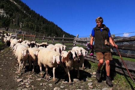 Oitele Bergschaf frumoase