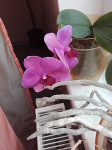 orhidee mov cu ochi alb; Am rasplatit dragostea cu cateva floricele.
