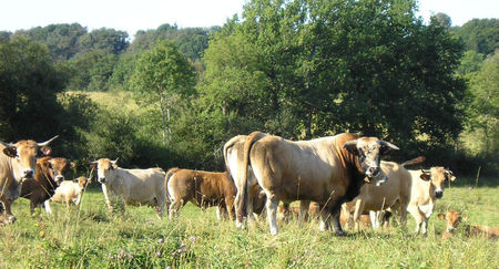 Rasa Aubrac la pascut