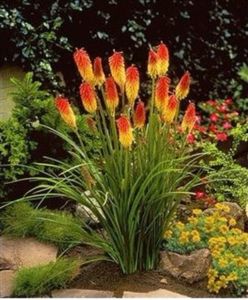 Kniphofia uvaria Crin de faclie; Kniphofia uvaria 20 seminte - 3 RON
