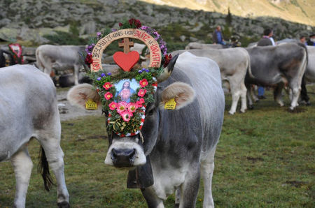 Alpinele brune din Alpi