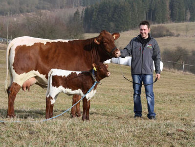 Vaca Pinzgauer cu vitel frumos