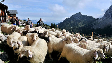 Oitele Bergschaf pe munte