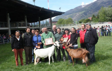 Saanen si Alpina sant premiate-68