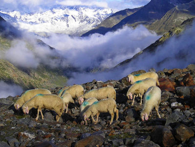 Bergschaf pe munti la altitudine