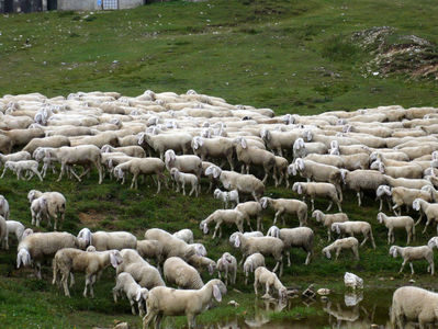 Oile Bergschaf la adapat