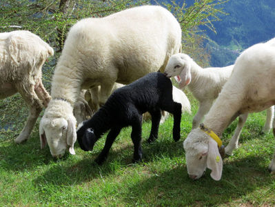 Oitele Bergschaf la iarba pe munti