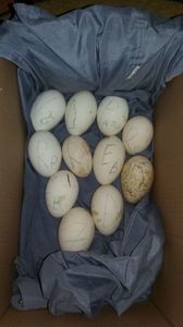 Primele oua; Pe 20 au aparut in cuib anul asta din cauza vremi au intarziat
