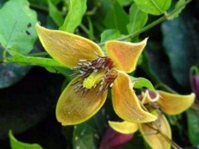 Helios Azteck clematis seminte; 10 seminte - 5 RON
