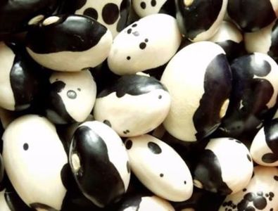 Yin Yang -Panda beans; Fasole Yin Yang 25 boabe – 5 RON
