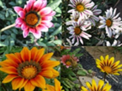 Gazania seminte 4 culori mix; 50 seminte - 3 RON
