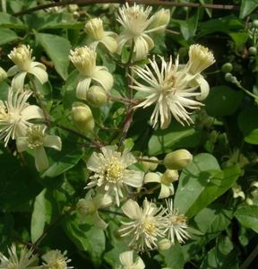 Clematis Vitalba; 10 seminte - 5 RON
