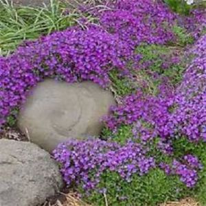 Rock cress Aubrieta deltoidea creste foarte bine si printre pietre; 20 seminte - 3 RON
