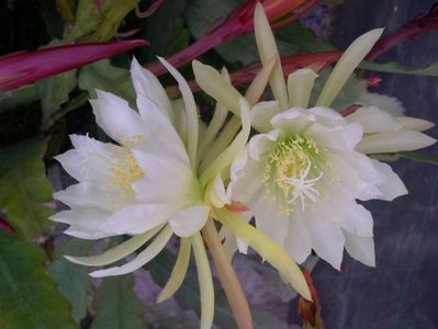 Epiphyllum anguliger seminte; Epiphyllum anguliger - 2 RON - 1 saminta
