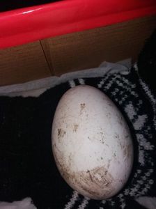 Primul ou