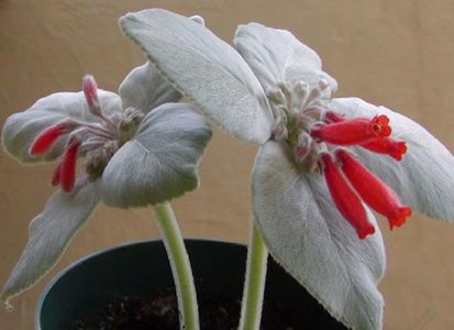 Sinningia Leucotricha seminte; Sinningia Leucotricha - 1 SAMINTA - 5 ron
