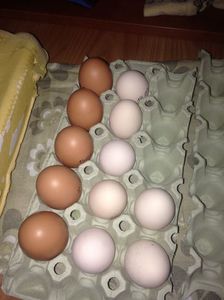 Culoarea ouălor de Barnevelder comparativ cu a celor de Wyandotte.; Stânga , ouă de Barnevelder.
