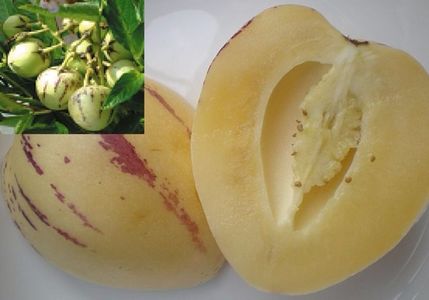 Solanum muricatum- Pepino-seminte-pepenele pară(rom), dinnyebokor(hun), Sweet melon, melon shrub(eng; Solanum muricatum - Pepino 2 seminte - 5 RON
