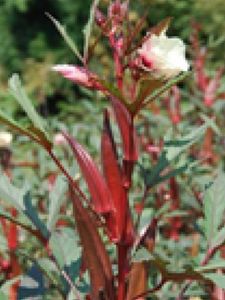 Planta de OKRA sau Bame rosii 20 seminte-3 RON; Seminte de bame 20-3 RON
