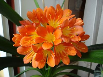 belgian orange (13)