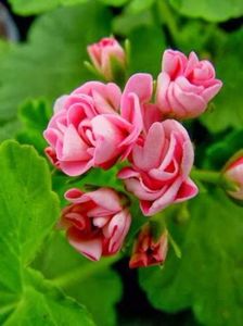 pink rosebud australian