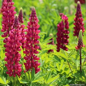 Lupinus polyphyllus Gallery Red Shades