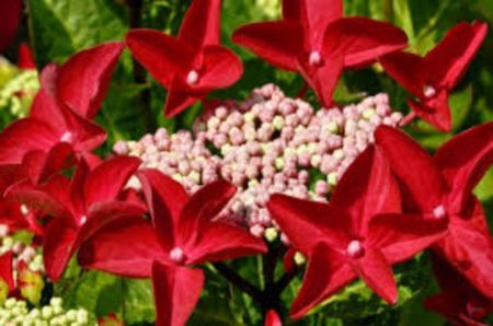 Hortensia Hydrangea Rotschwanz