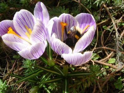 Crocusi si bondari