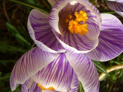 Crocusi