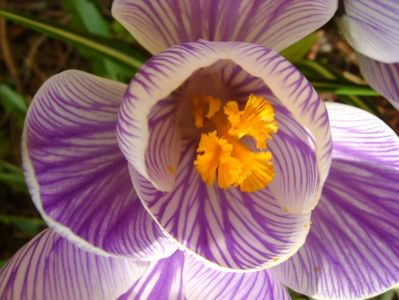 Crocusi