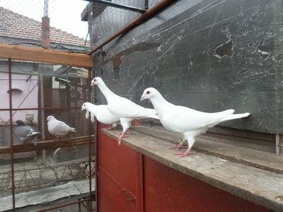 2 masc. si o fem.