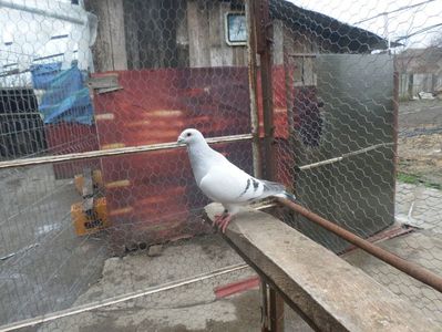 SAM_3929