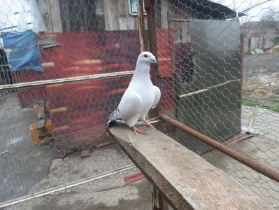 SAM_3930