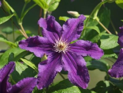 Clematis Marcellina