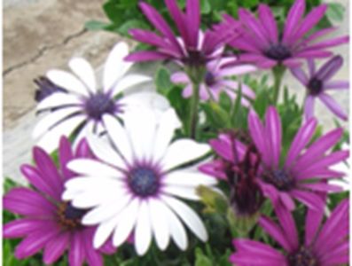 Daisy Osteospermum-Margarete Africane seminte culori mix; Margarete Africane
Plantă semi perenă. Nu rezista iarna in gradină
Descriere: Plantă scundă (20 cm), viguroasă decorativă cu flori tip margareta, mari de culoare roșu,lila, alb sau roz, atracție sigur
