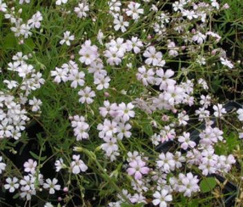 Gypsophila paniculata alba 20 seminte - 3 RON; Floarea miresei alba pentru aranjamente florale.
