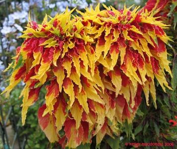 amaranthus tricolor 2 lei samanta
