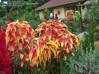 amaranthus tricolor