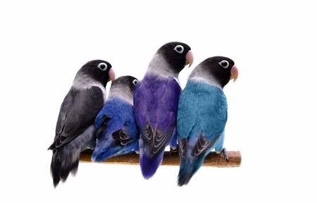 lovebirds_black_blue_violet_turquoise.310151743_large