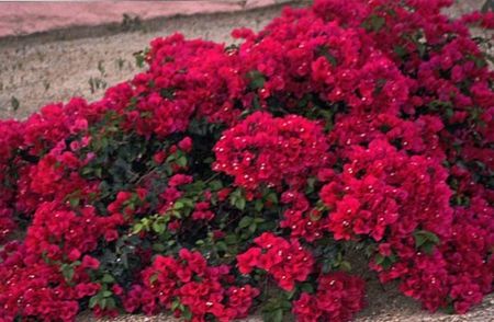 Bougainvillea grena seminte; Bougainvilee grena - 1 saminta - 5 RON
