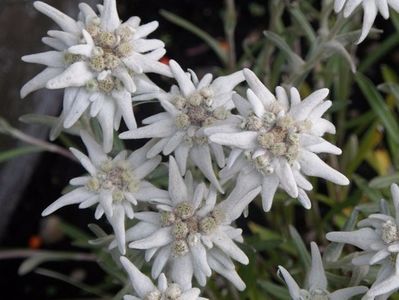 Floare de colt-Star Edelweiss Alpina seminte; 50 seminte - 5 RON
